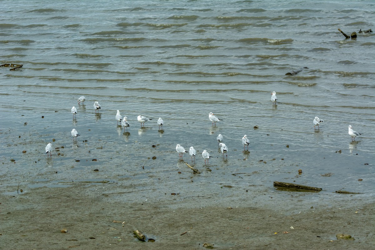Black-headed Gull - ML643497168