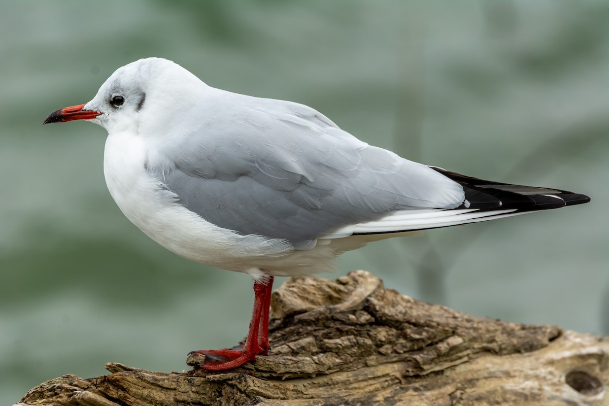 Black-headed Gull - ML643497169