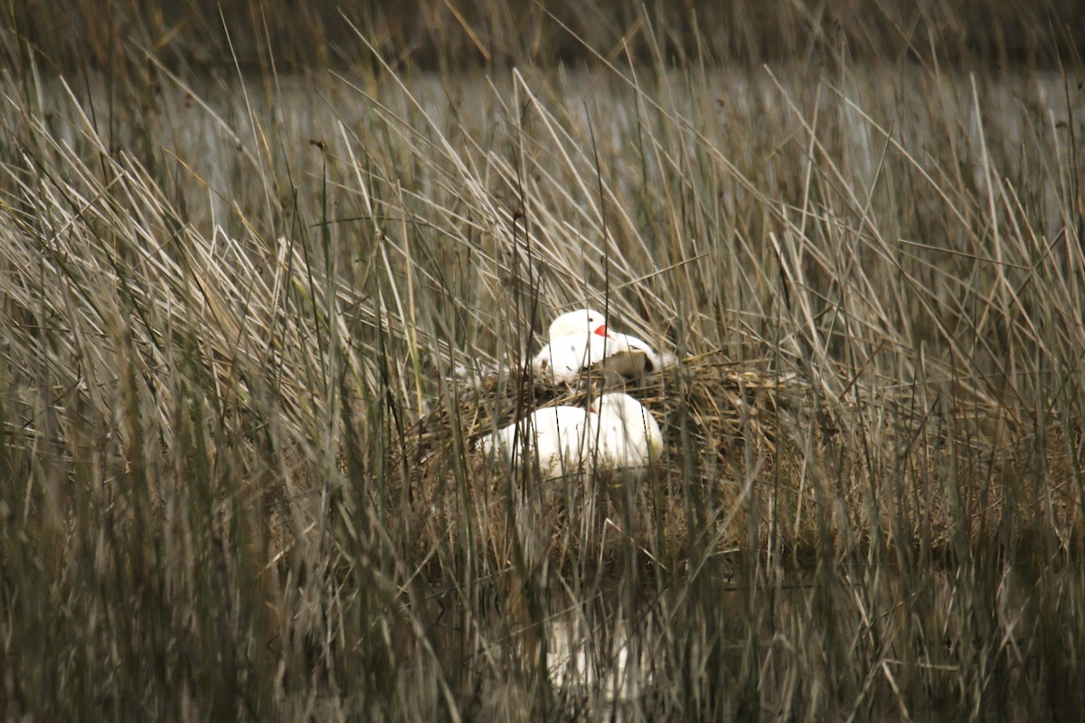 Coscoroba Swan - ML643497178