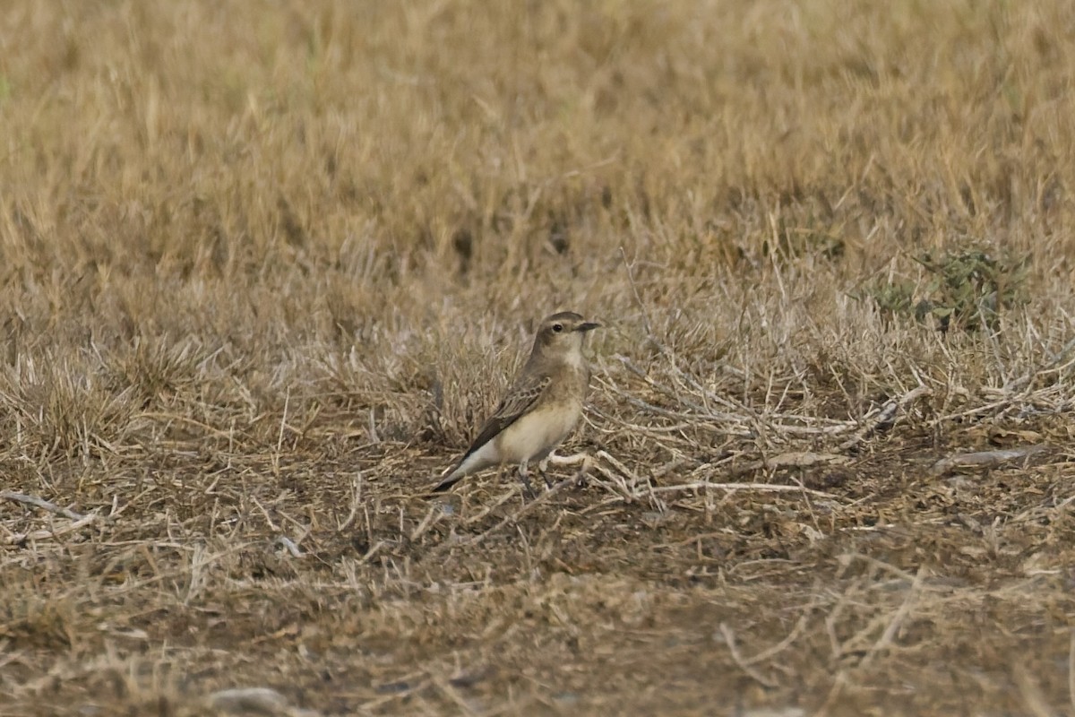 Collalba Pía - ML643497180