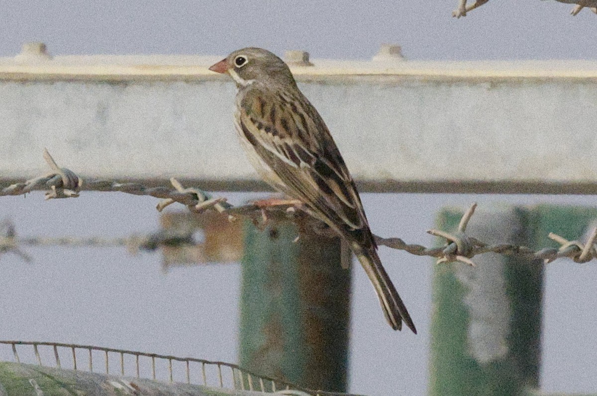 Ortolan Bunting - ML643497186