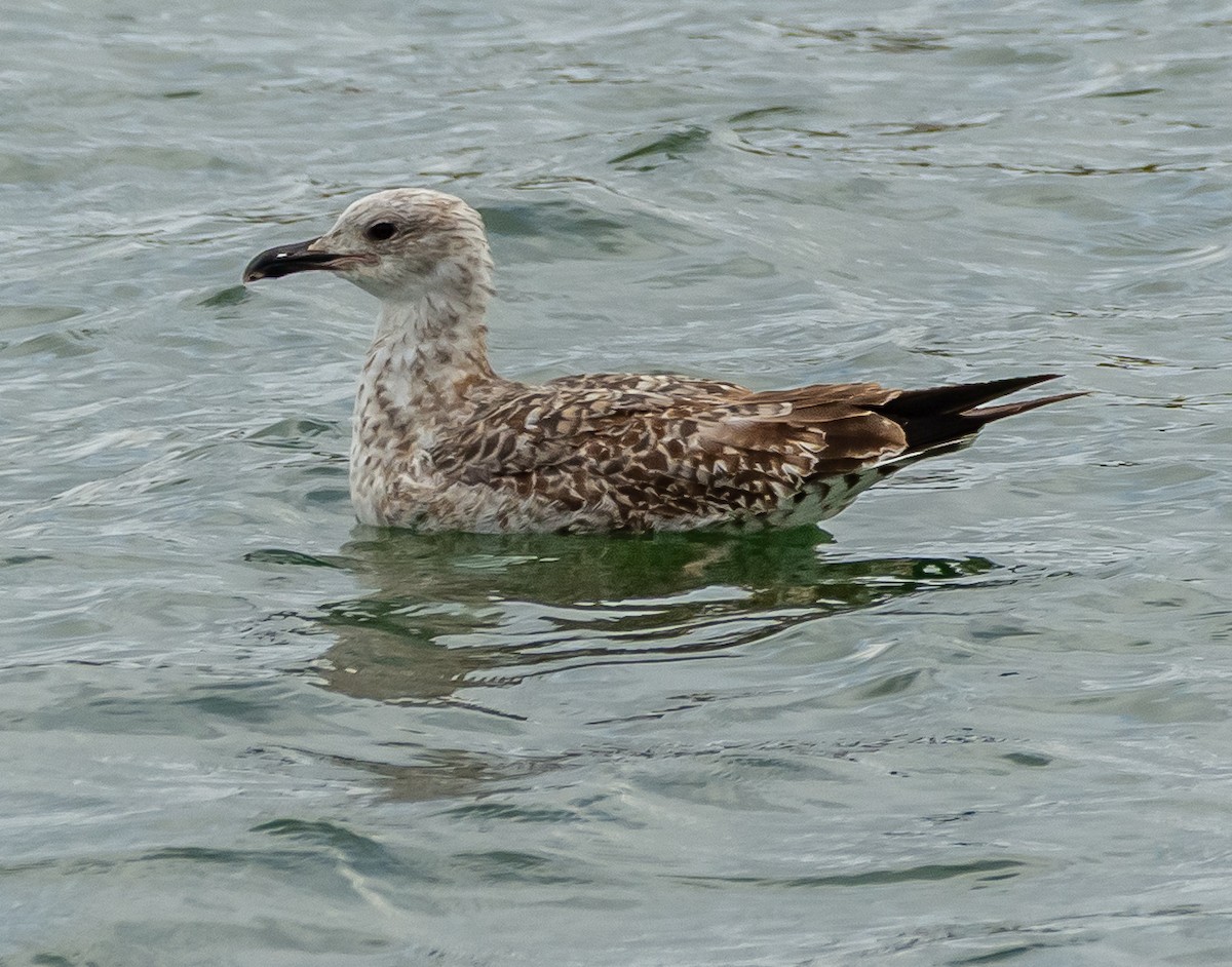 Yellow-legged Gull - ML643497187