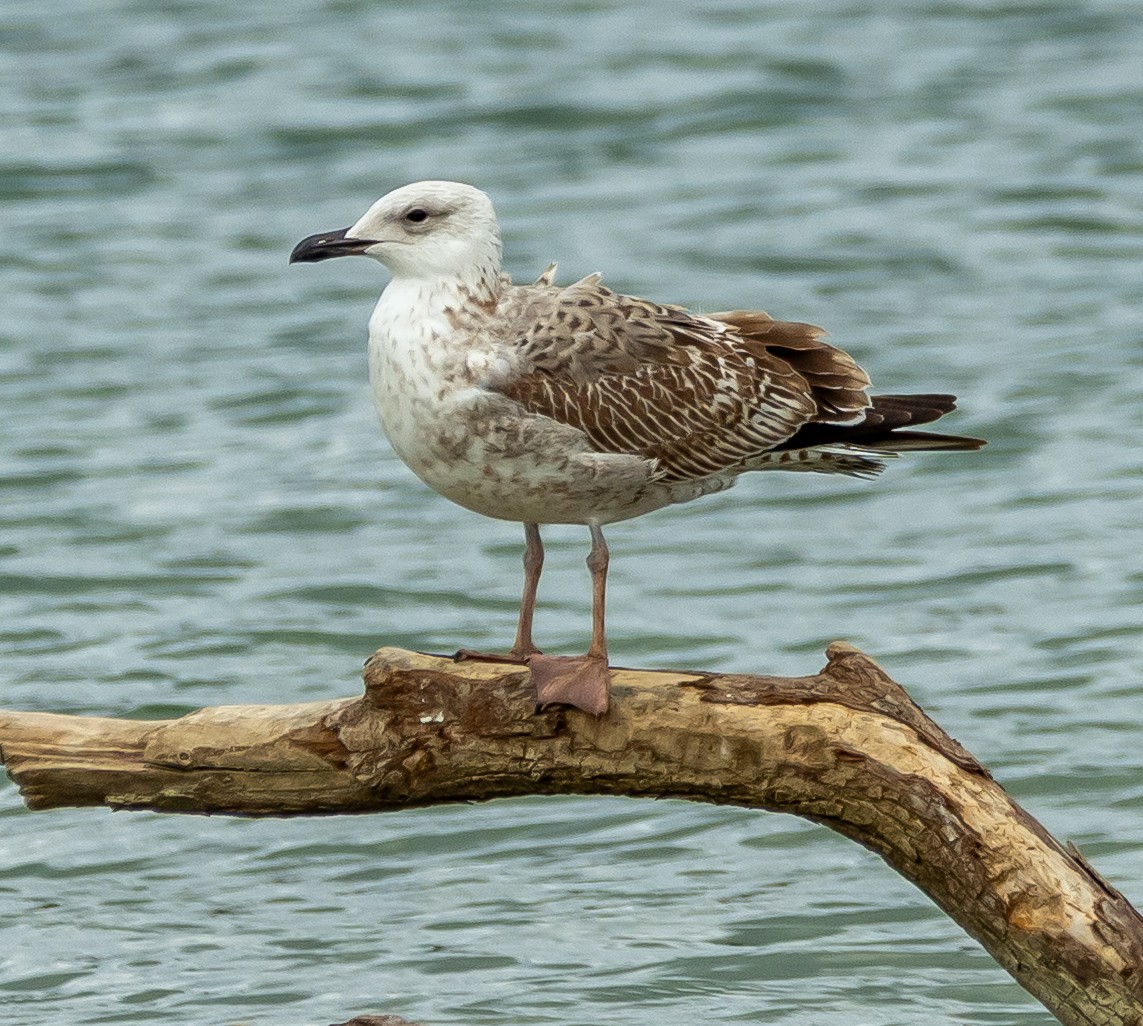 Yellow-legged Gull - ML643497188