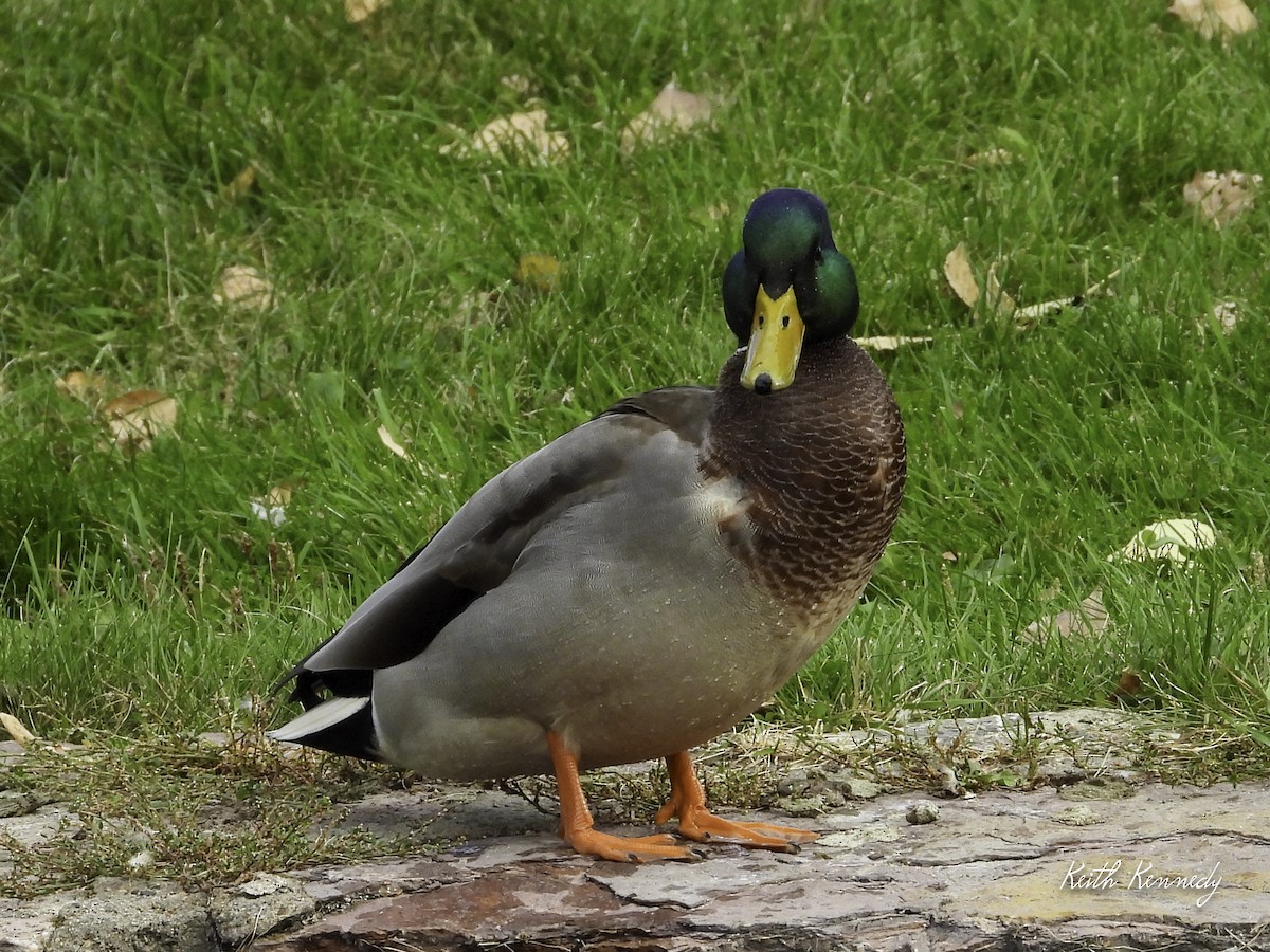 Canard colvert - ML643497196