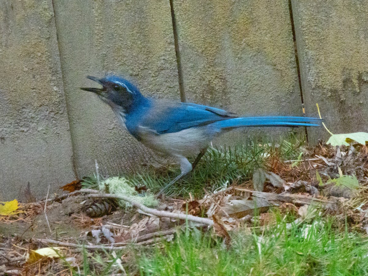 sojka západní - ML643497197