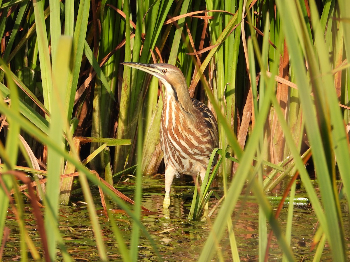 American Bittern - ML643497200
