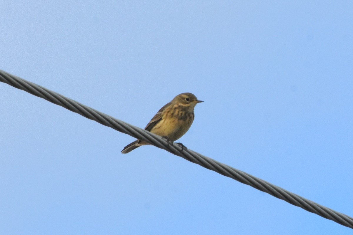 American Pipit - ML643497201