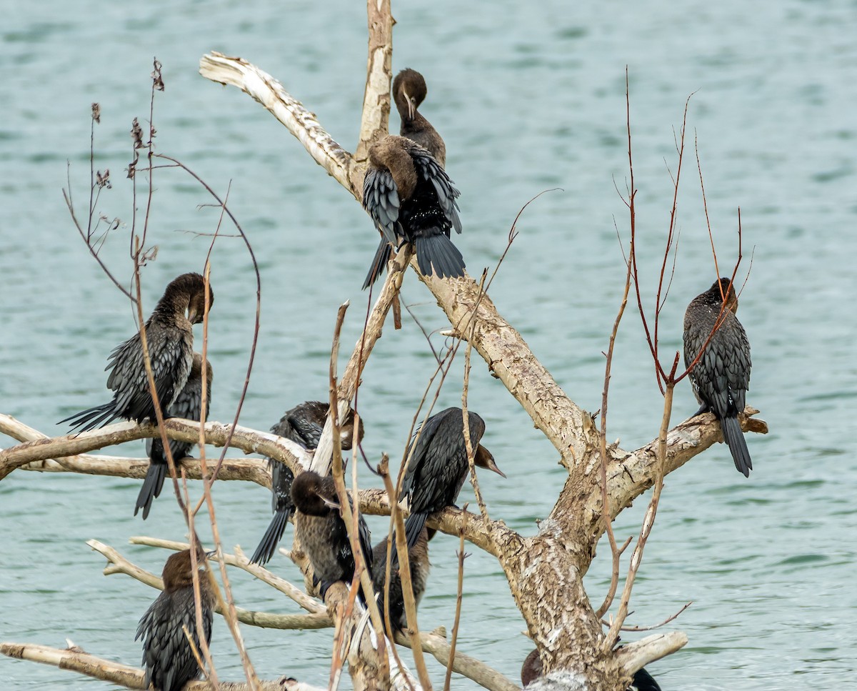 Pygmy Cormorant - ML643497203