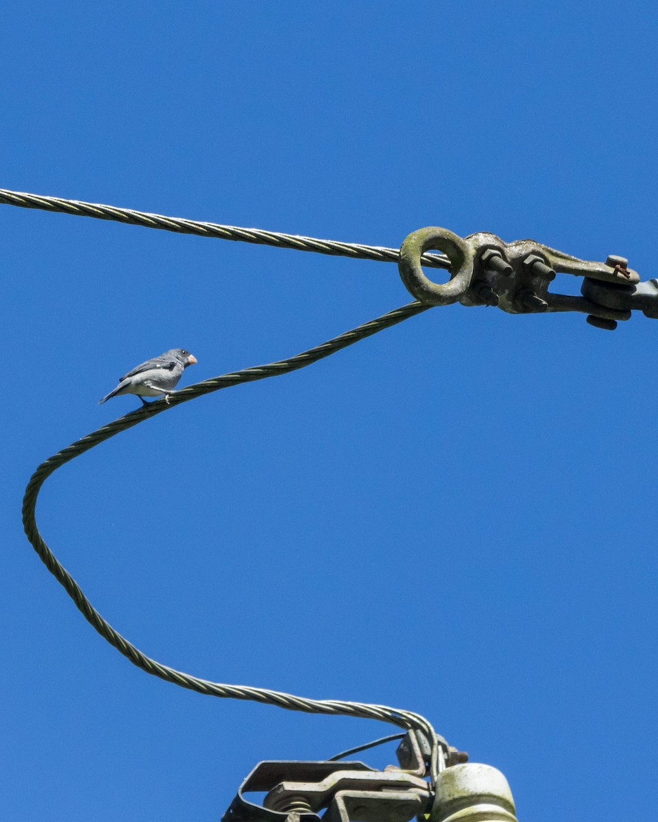 Gray Seedeater - ML643497206