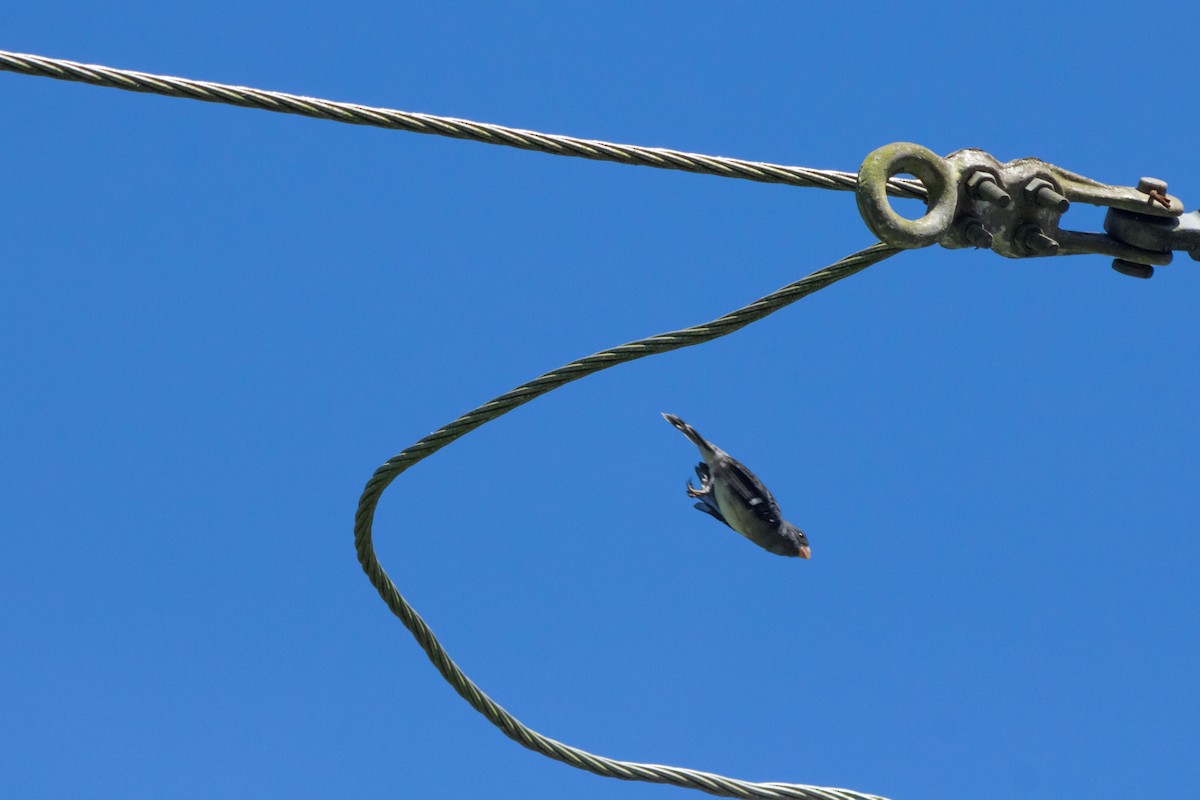 Gray Seedeater - ML643497207