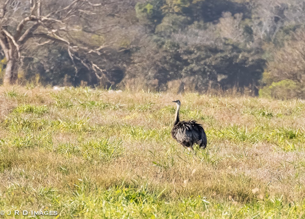 Greater Rhea - ML643497226