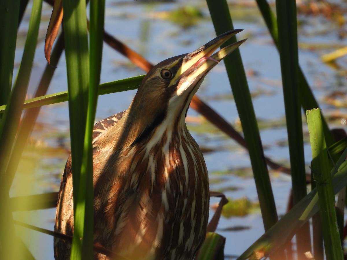 American Bittern - ML643497236