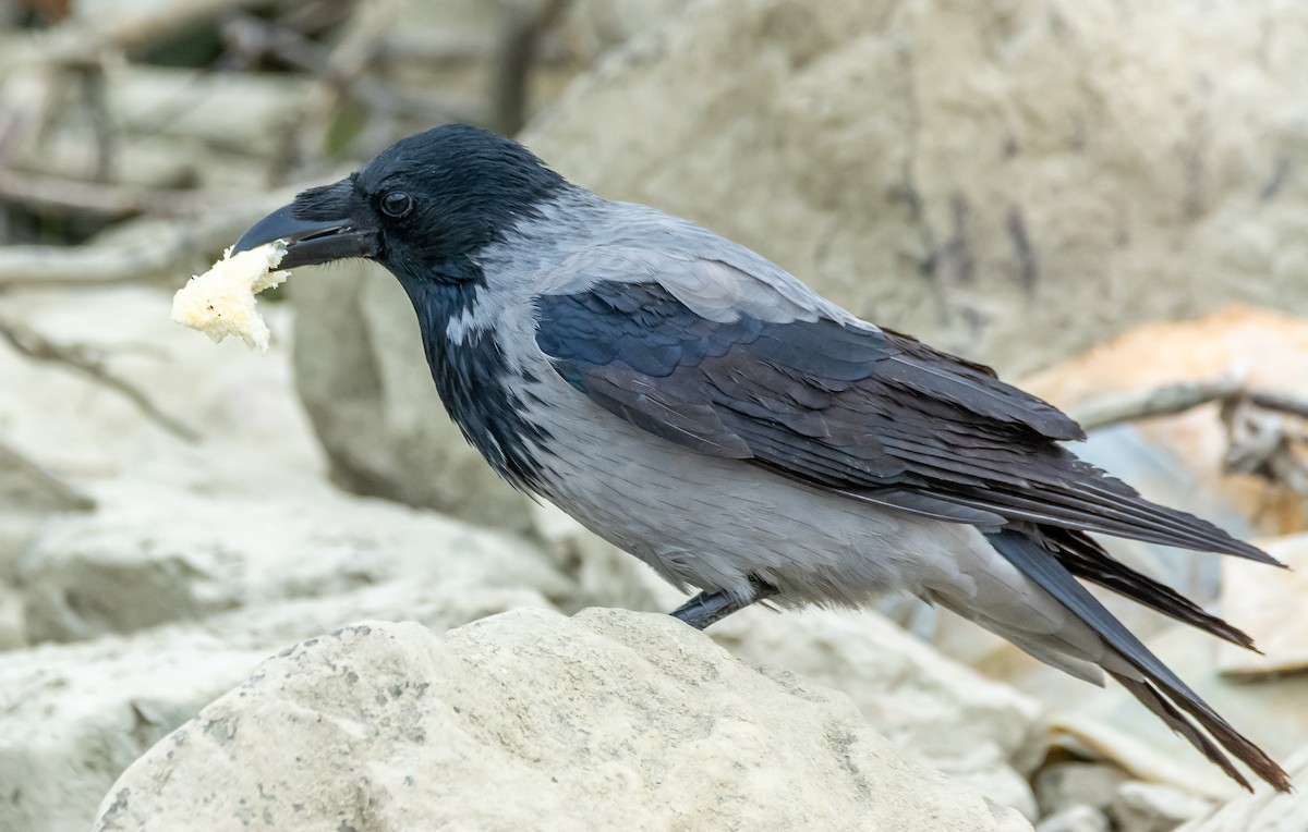 Hooded Crow - ML643497239