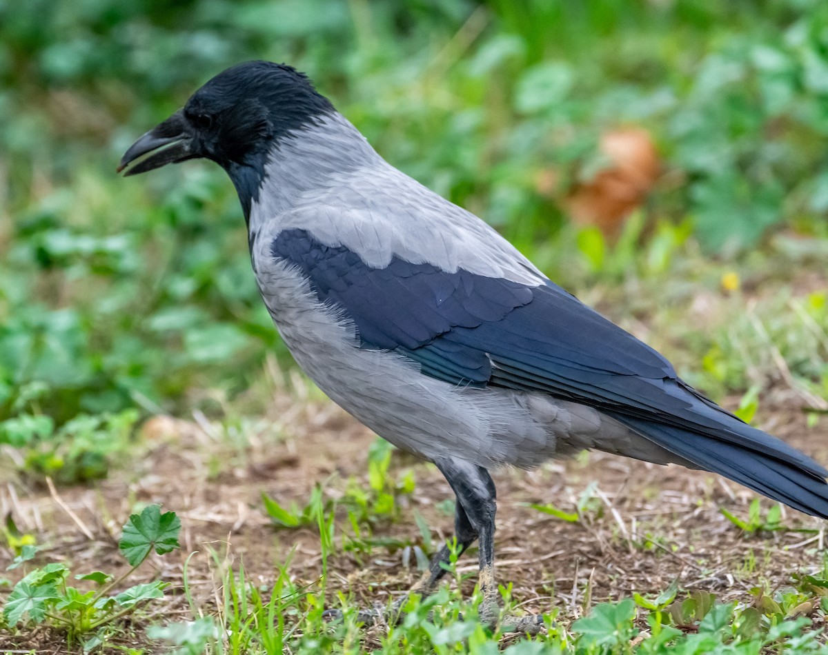 Hooded Crow - ML643497240