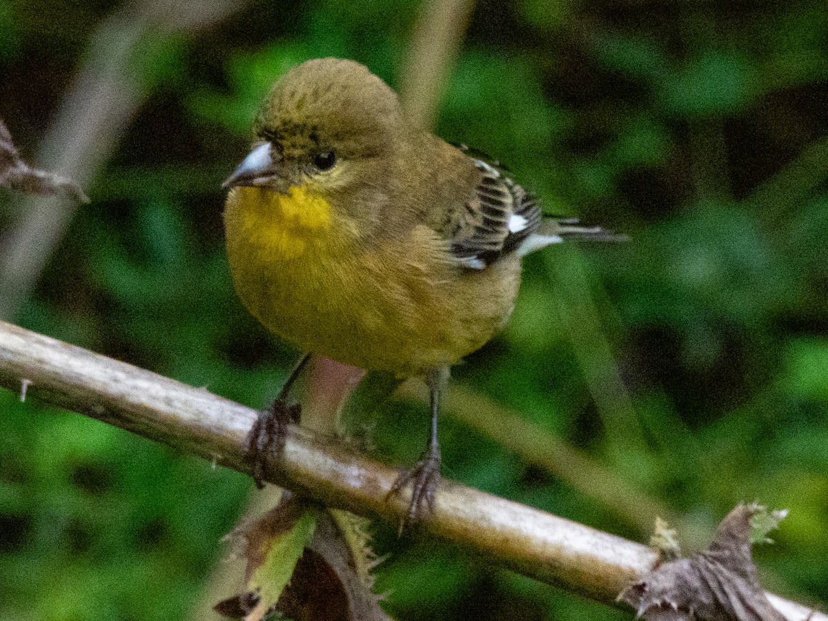 čížek mexický - ML643497242