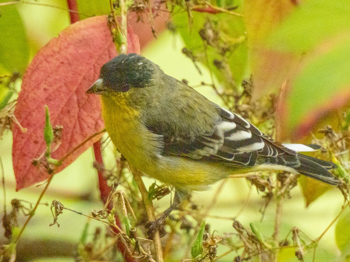 čížek mexický - ML643497243