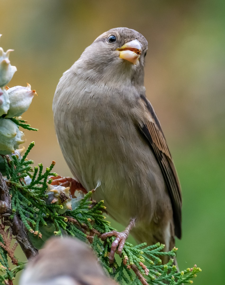 House Sparrow - ML643497271