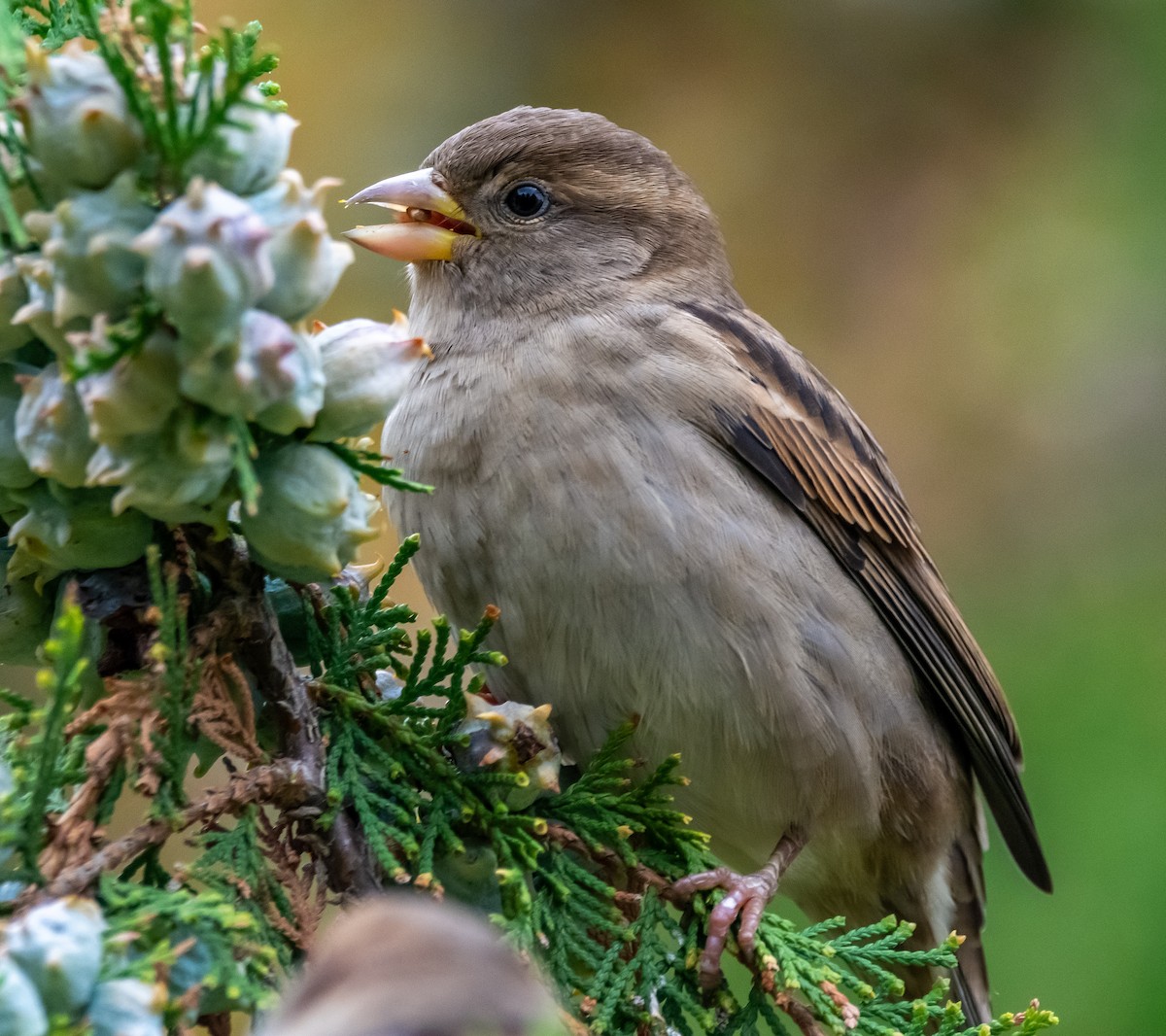 House Sparrow - ML643497272