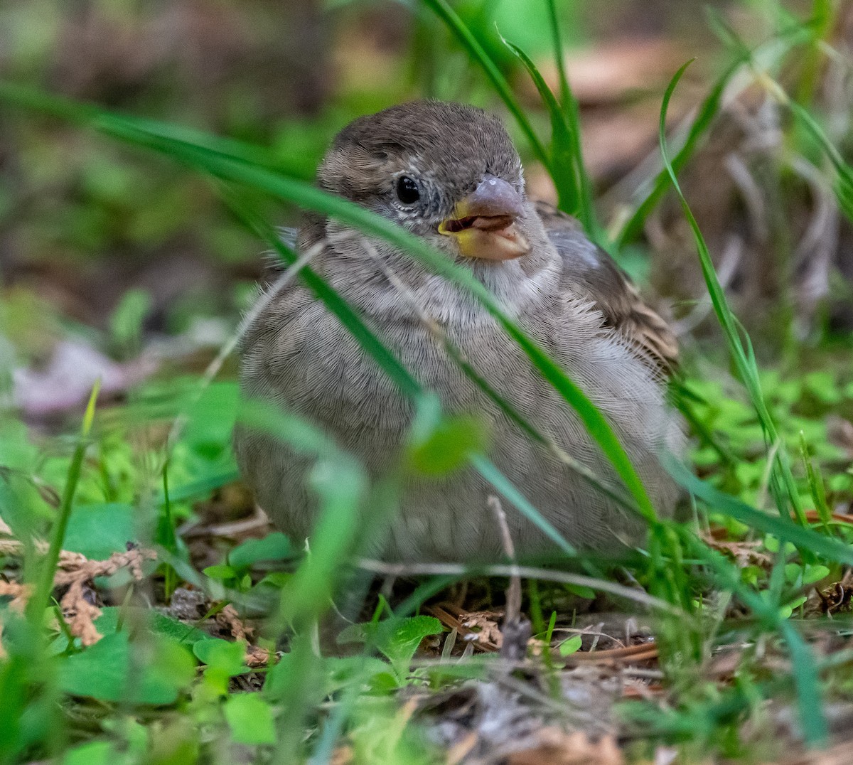 House Sparrow - ML643497273