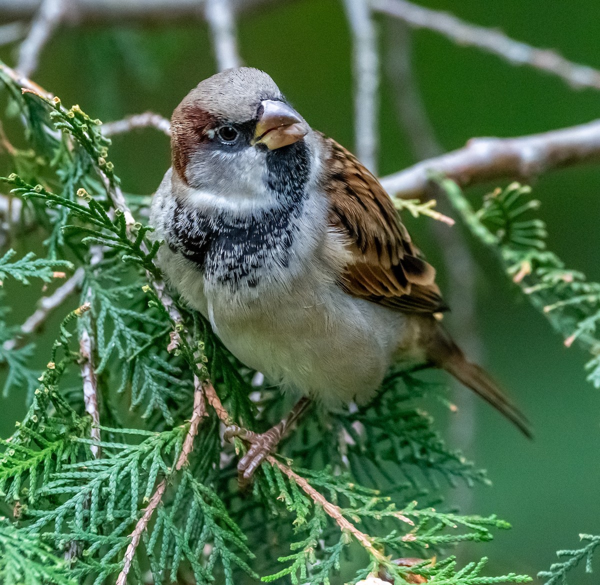 House Sparrow - ML643497274