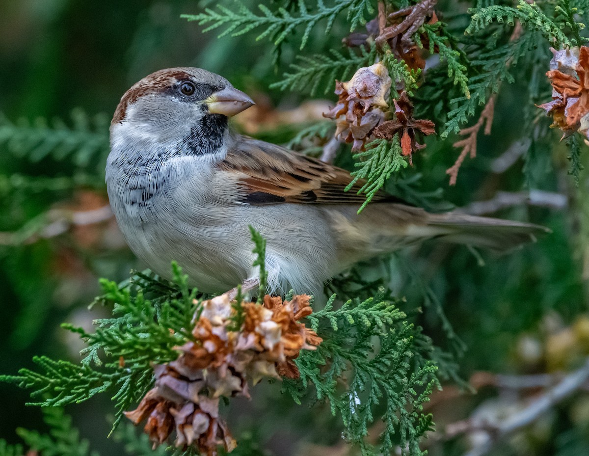 House Sparrow - ML643497292