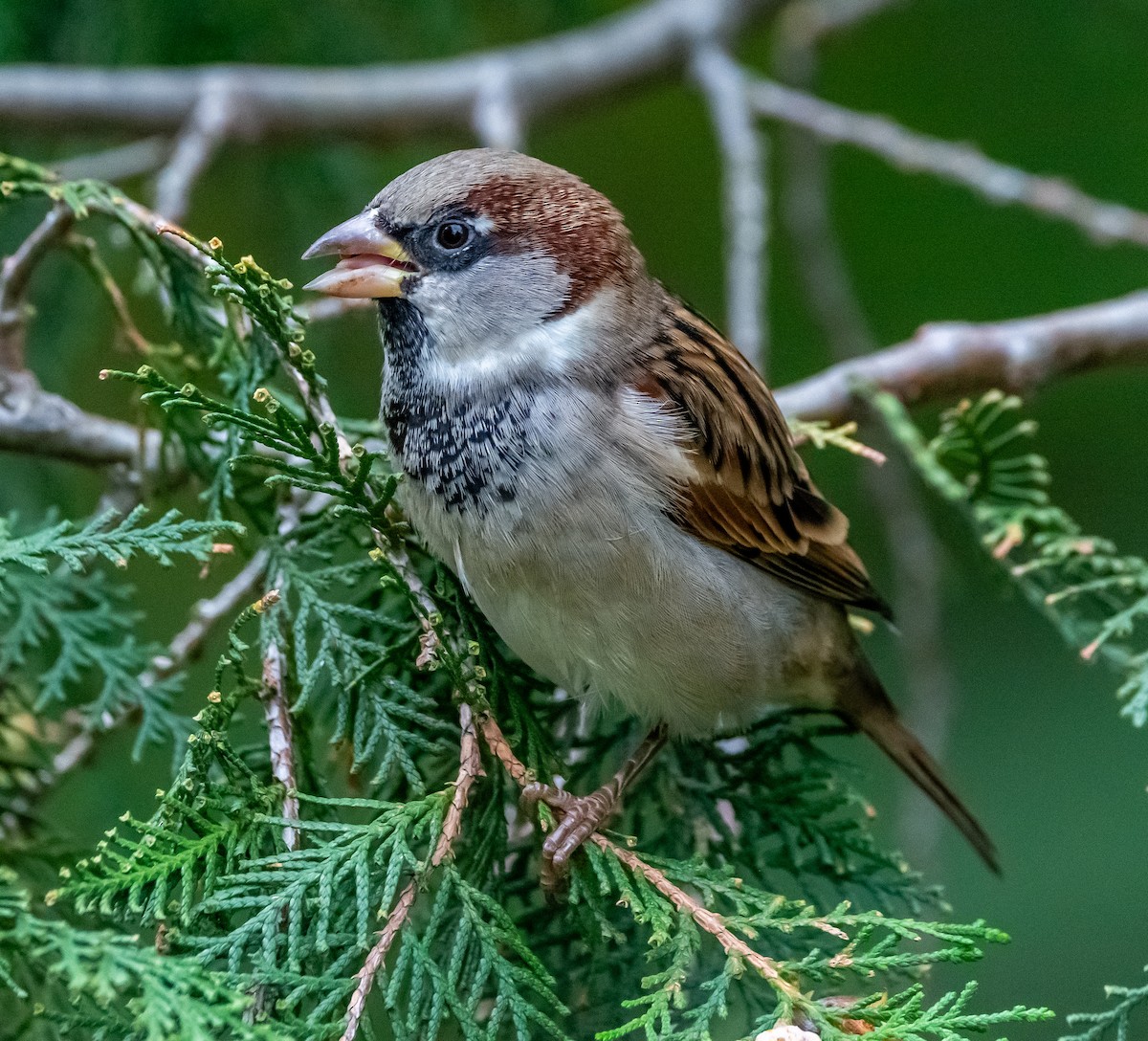 House Sparrow - ML643497293