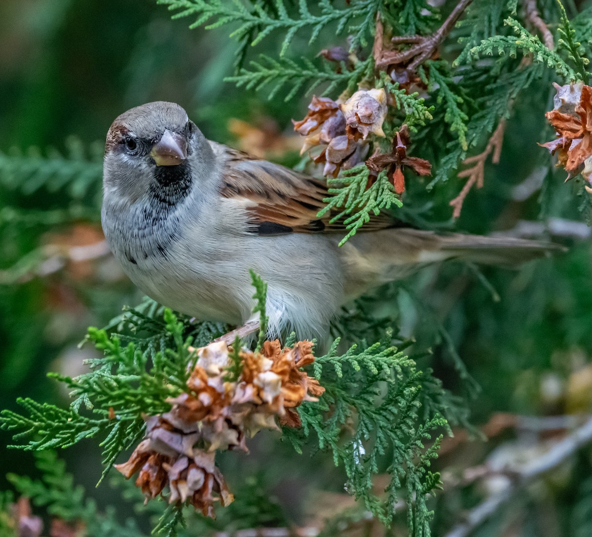 House Sparrow - ML643497294