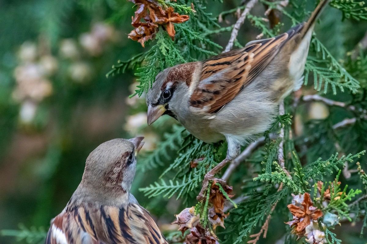 House Sparrow - ML643497295