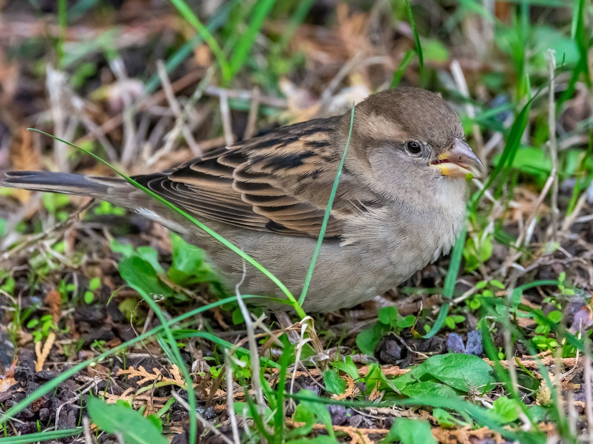 House Sparrow - ML643497297