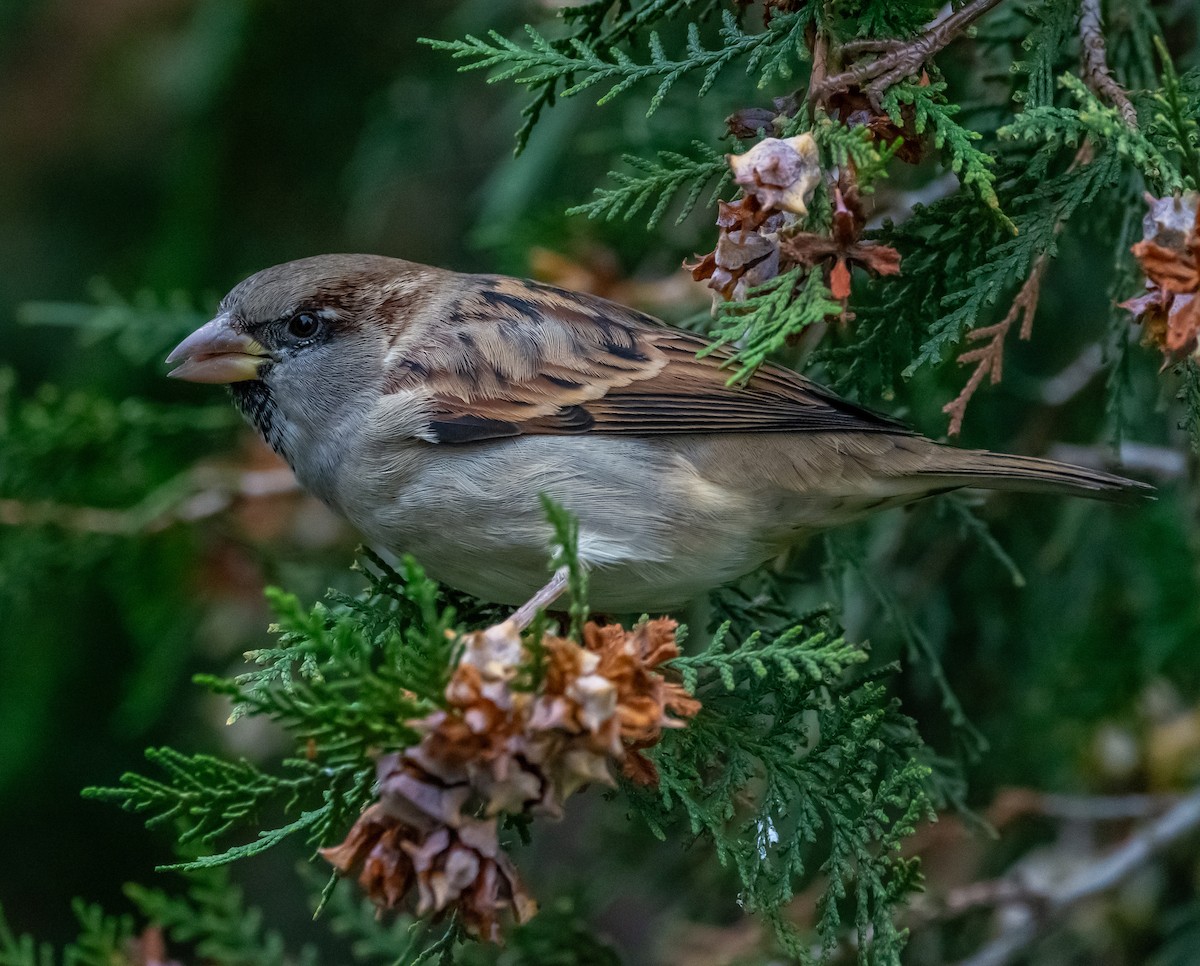 House Sparrow - ML643497298