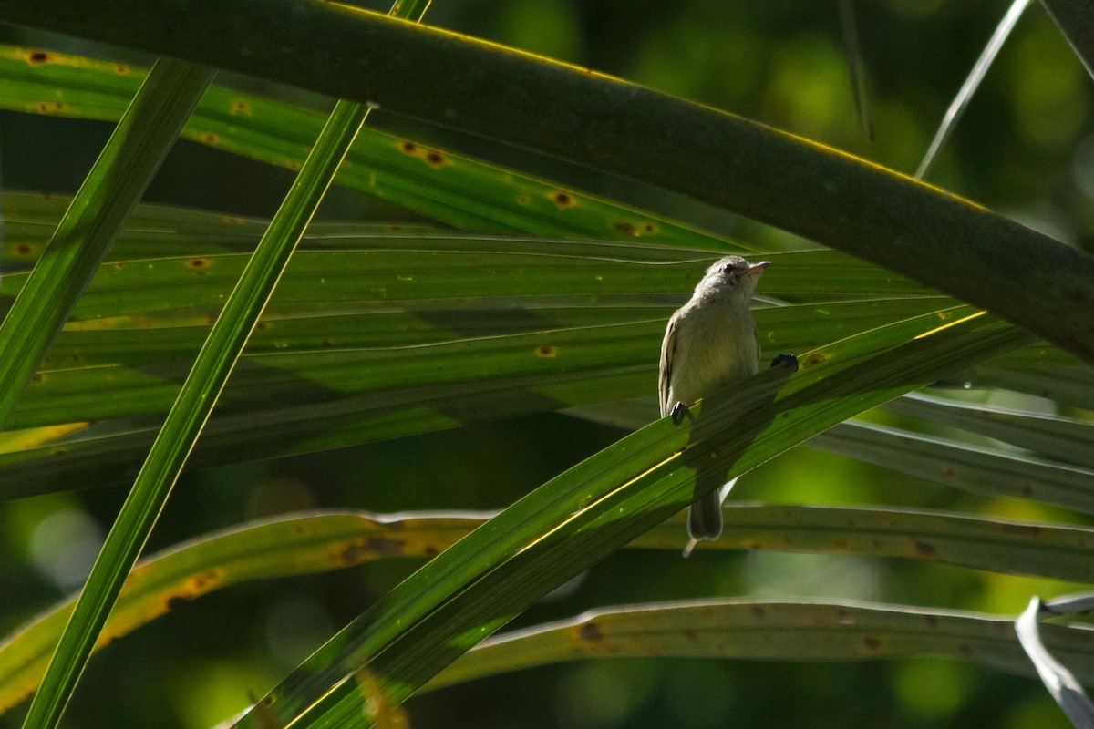 Southern Beardless-Tyrannulet - ML643497301