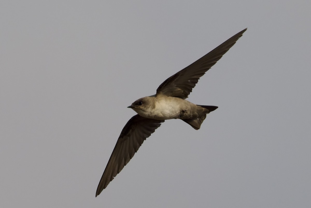 Hirondelle du désert - ML643497302