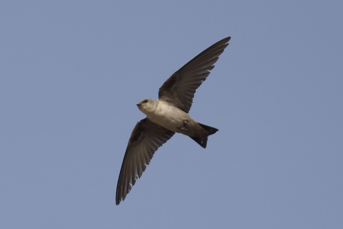 Hirondelle du désert - ML643497303