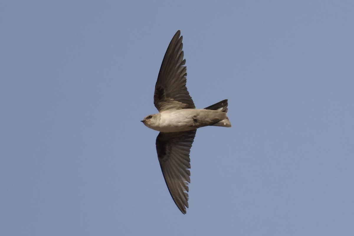 Hirondelle du désert - ML643497304