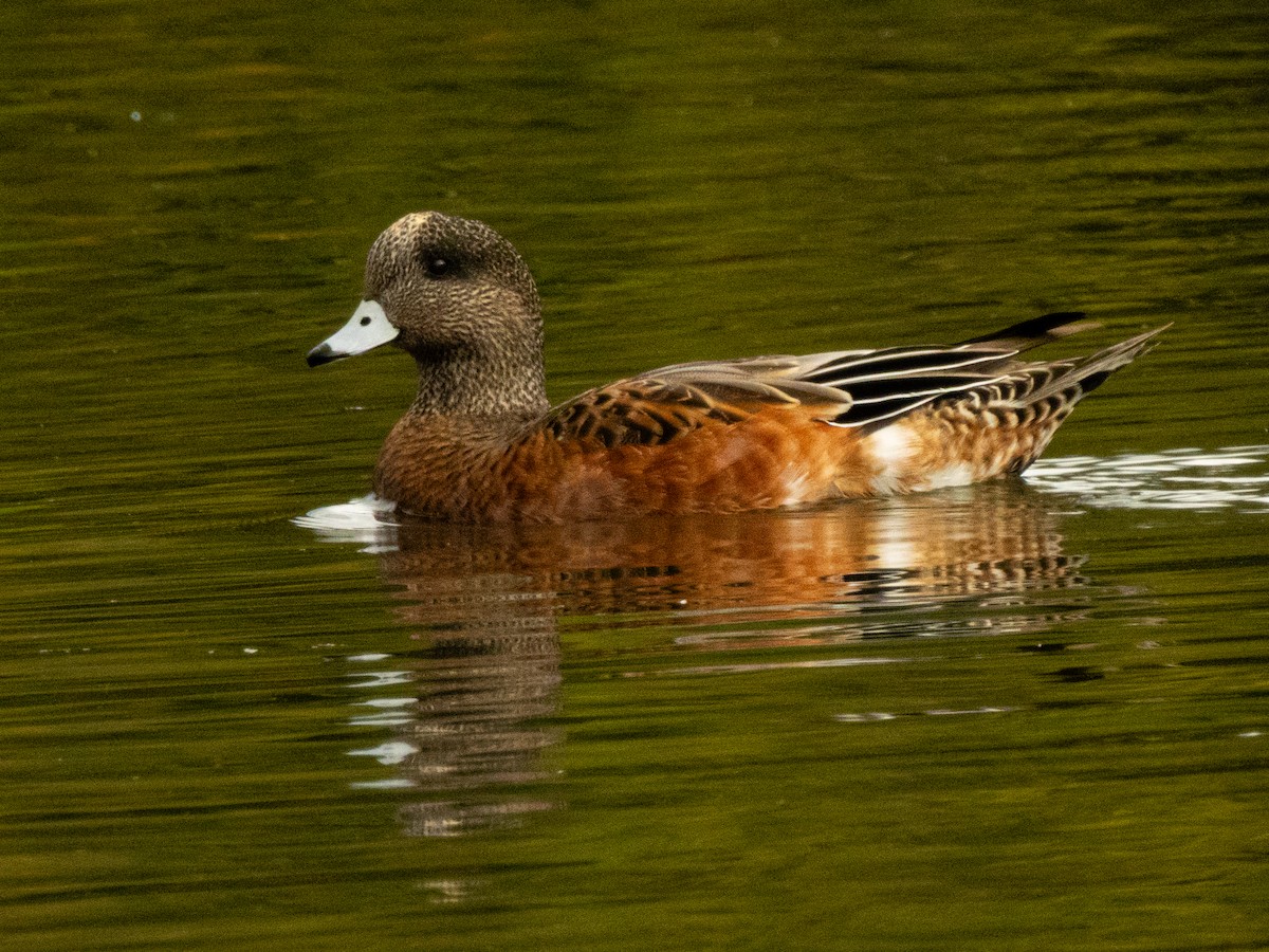 hvízdák americký - ML643497316