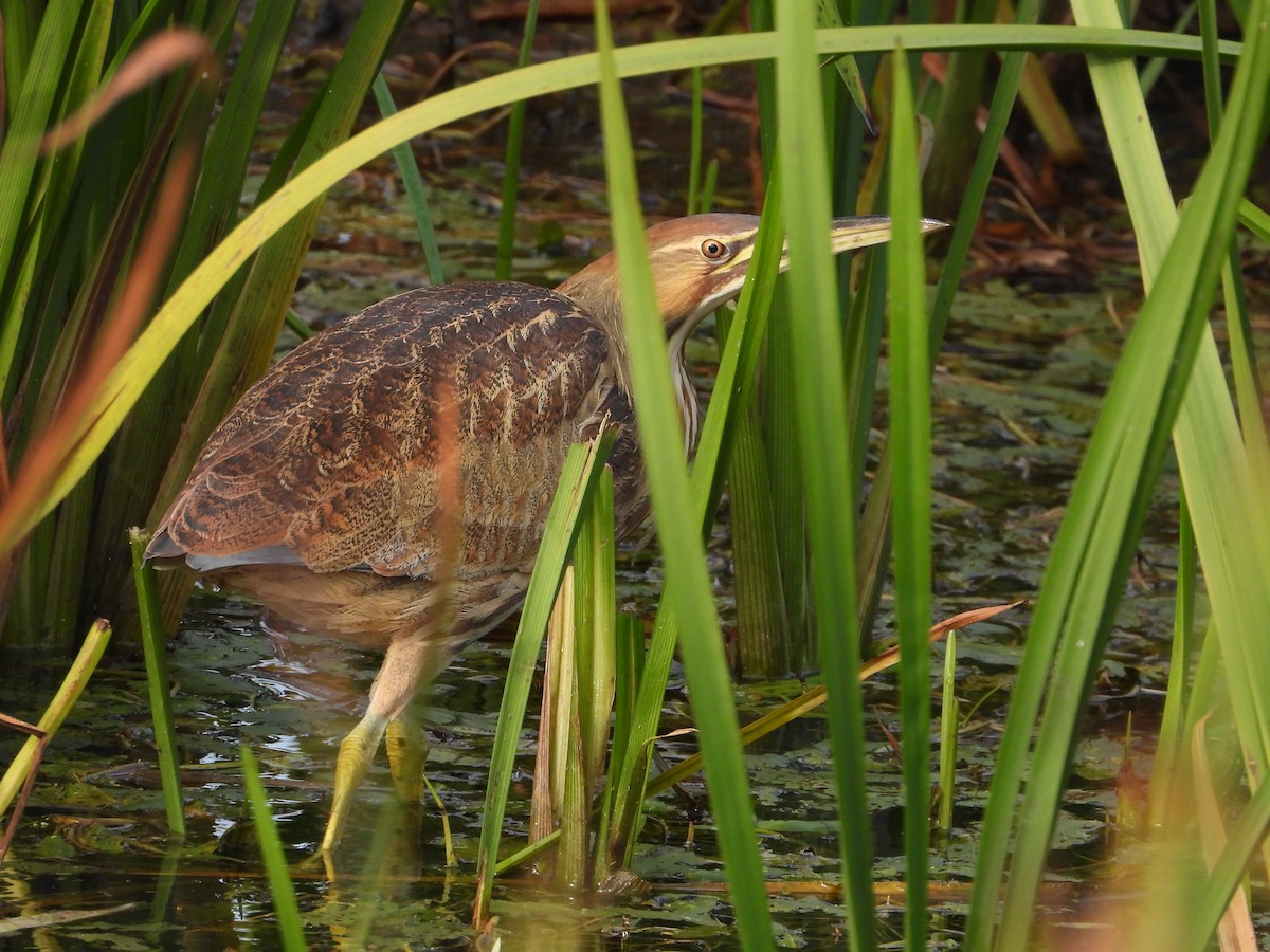 American Bittern - ML643497317