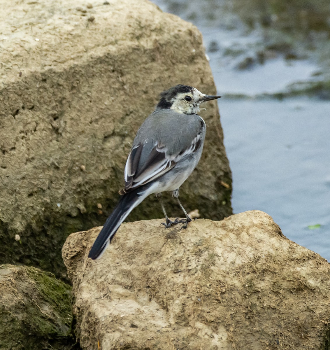White Wagtail - ML643497329
