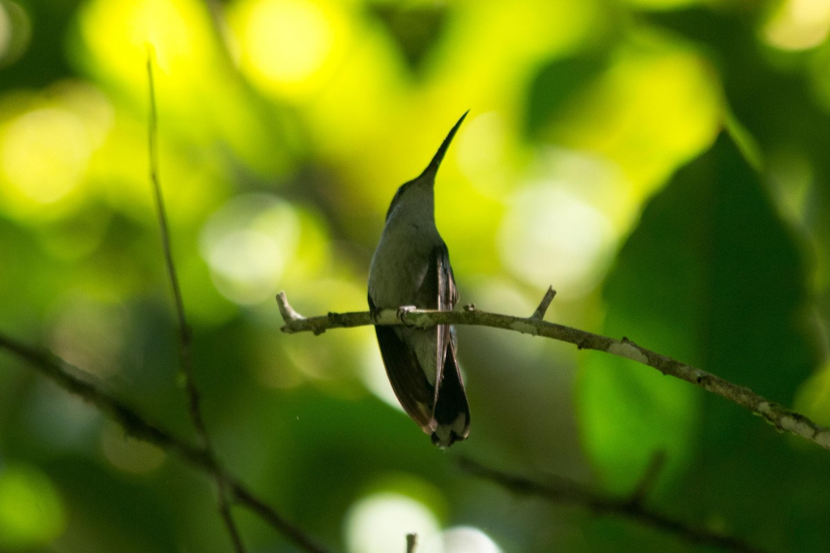 White-vented Plumeleteer - ML643497337