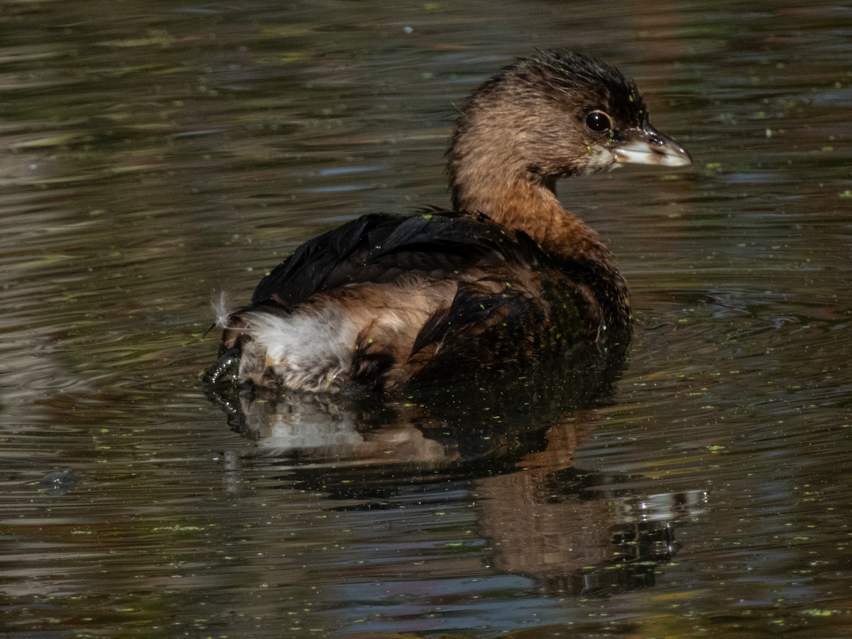 potápka americká - ML643497347