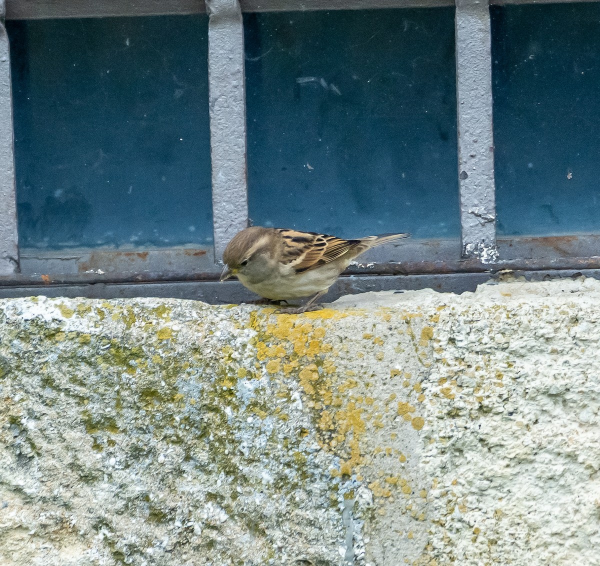House Sparrow - ML643497354