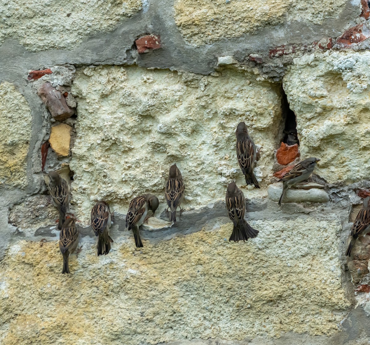 House Sparrow - ML643497356