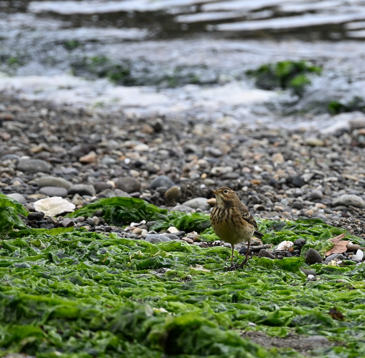 American Pipit - ML643497360