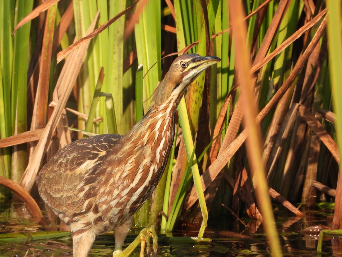 American Bittern - ML643497383