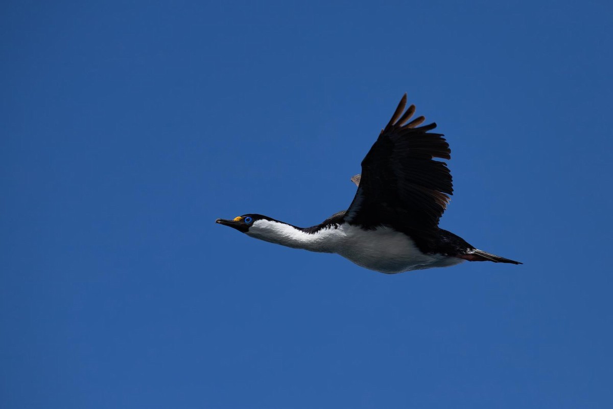 Imperial Cormorant (Heard Island) - ML643497384
