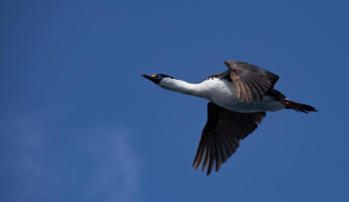 Imperial Cormorant (Heard Island) - ML643497385