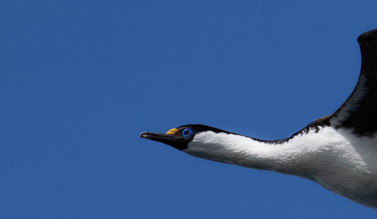 Imperial Cormorant (Heard Island) - ML643497386