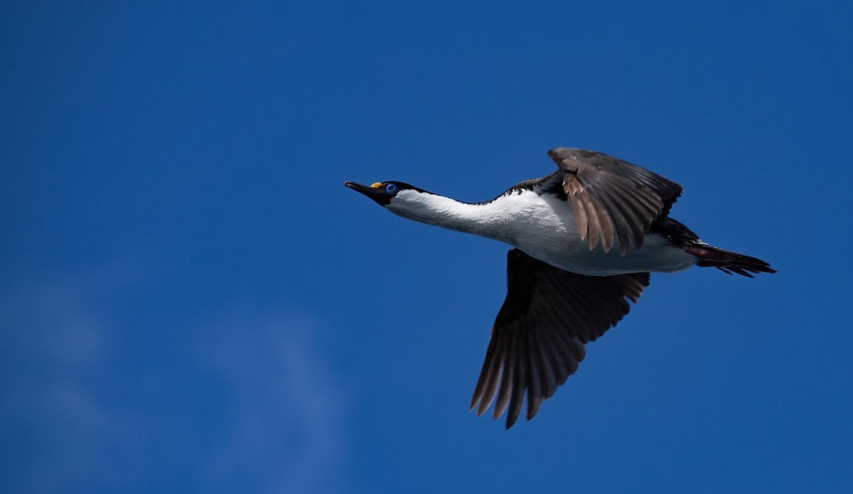 Imperial Cormorant (Heard Island) - ML643497387