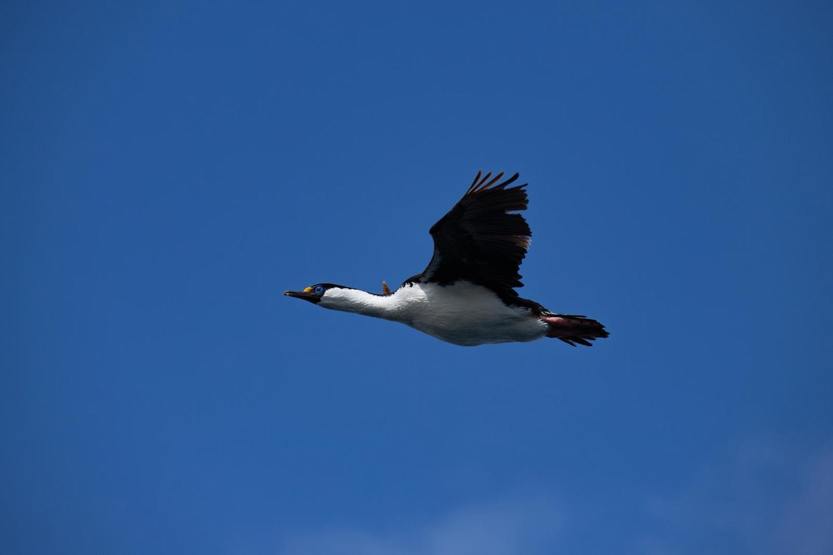 Imperial Cormorant (Heard Island) - ML643497388