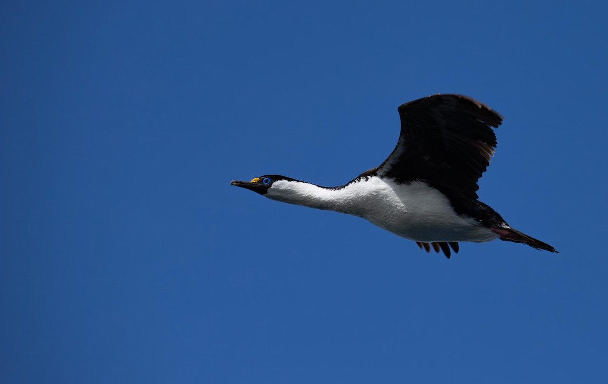 Imperial Cormorant (Heard Island) - ML643497389