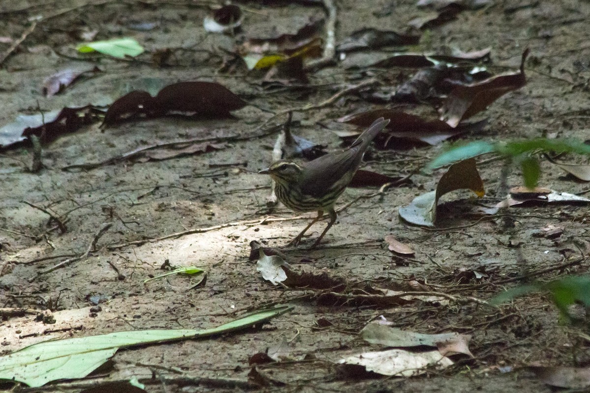 Northern Waterthrush - ML643497404
